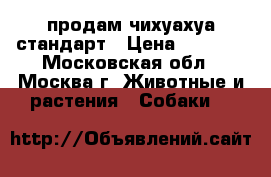 продам чихуахуа стандарт › Цена ­ 7 000 - Московская обл., Москва г. Животные и растения » Собаки   
